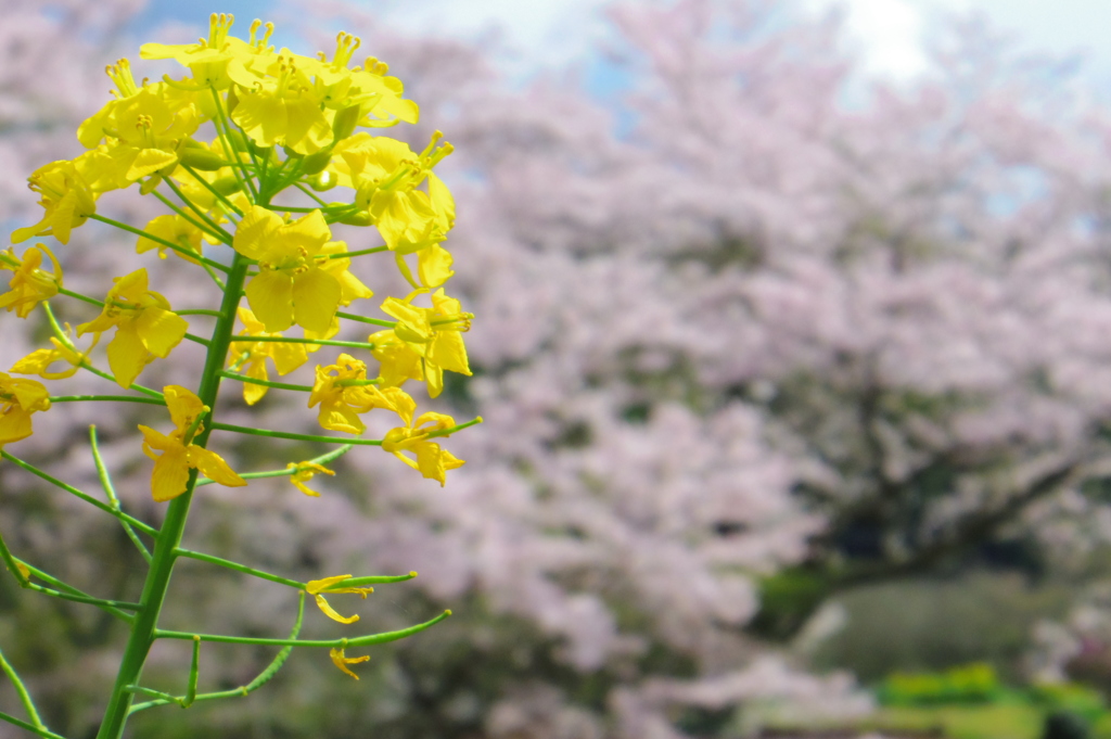 菜の花とピンク色の海