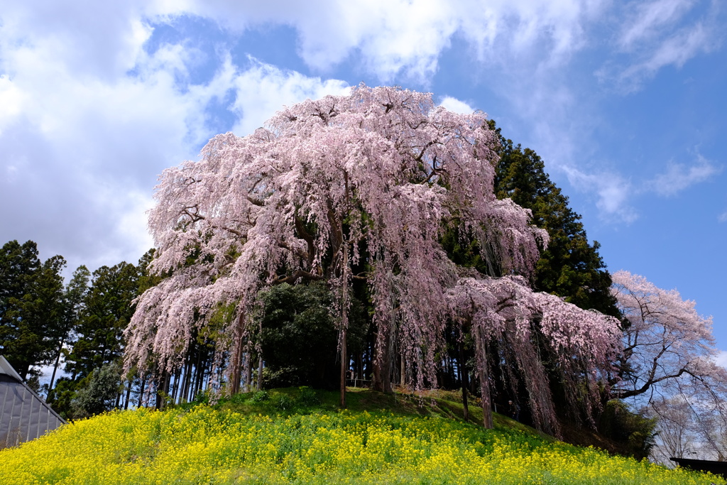 合戦場のしだれ桜