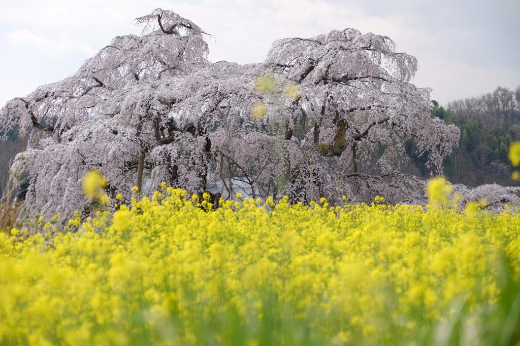 滝桜と菜の花