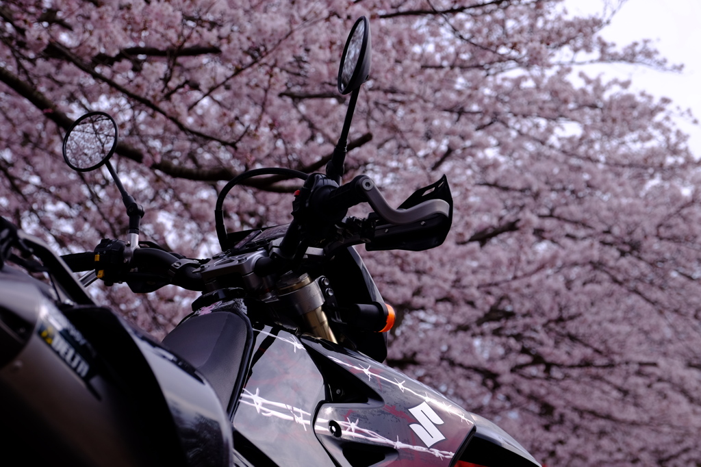 愛車と桜