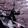 愛車と桜