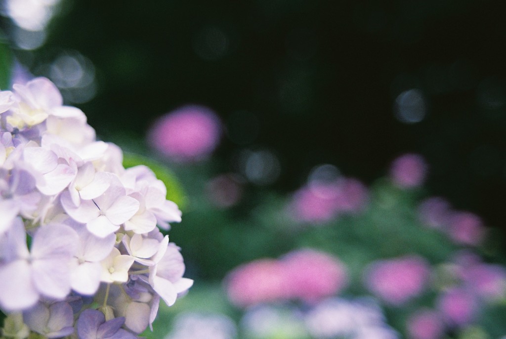 輝く紫陽花