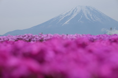 芝桜の先に