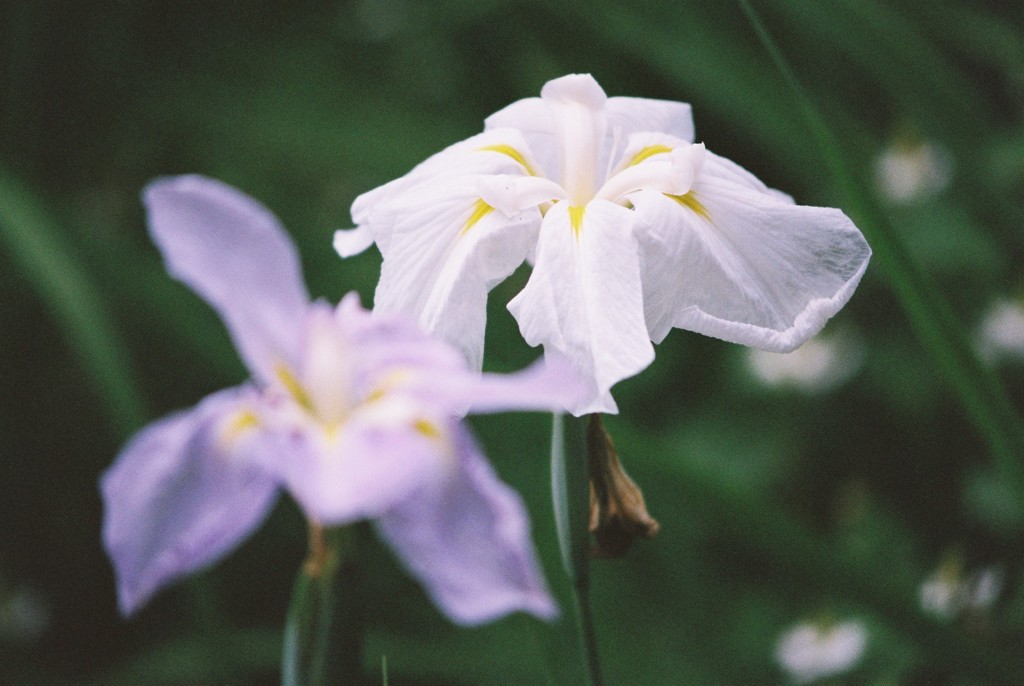 白い菖蒲