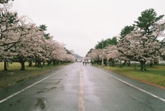 雨の桜まつり