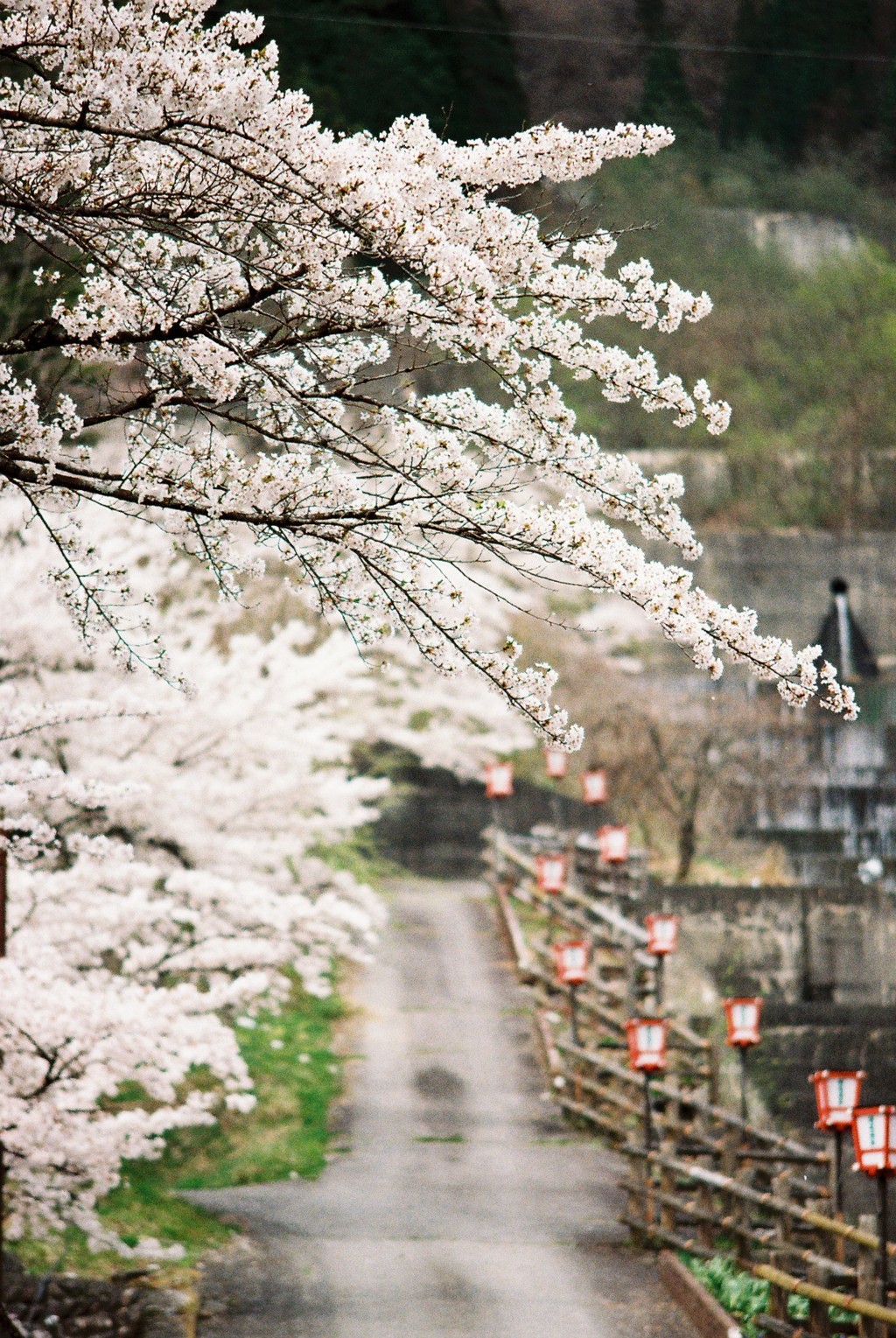 桜続く道