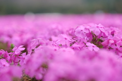 続く芝桜