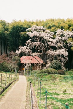 雪村庵の桜