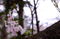 桜の枝