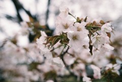 濡れる桜