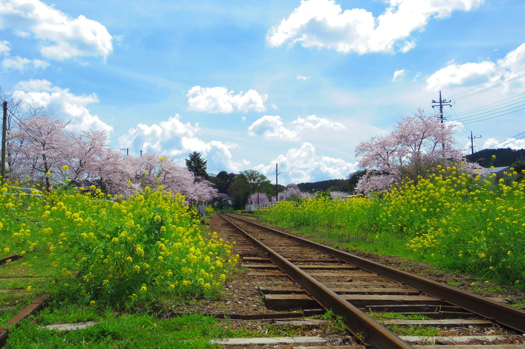 菜の花ロード