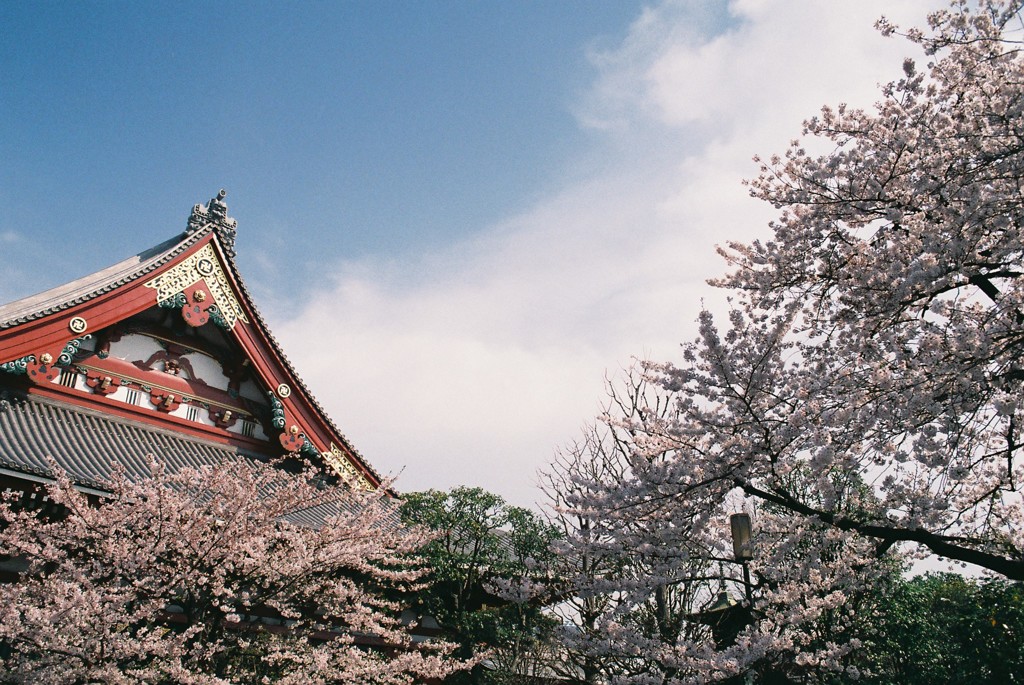 桜と空と