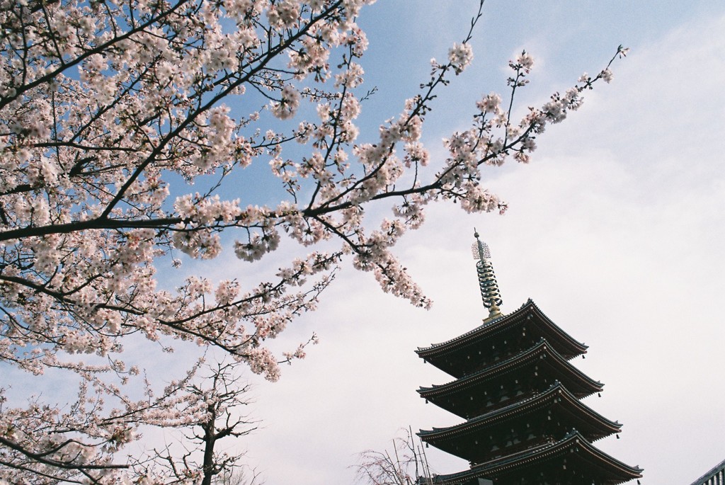 桜と浅草寺五重塔