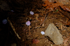 桜の花びら