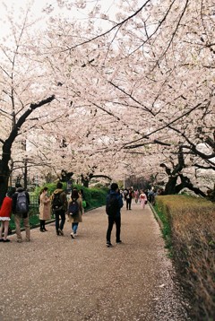 桜の並木道