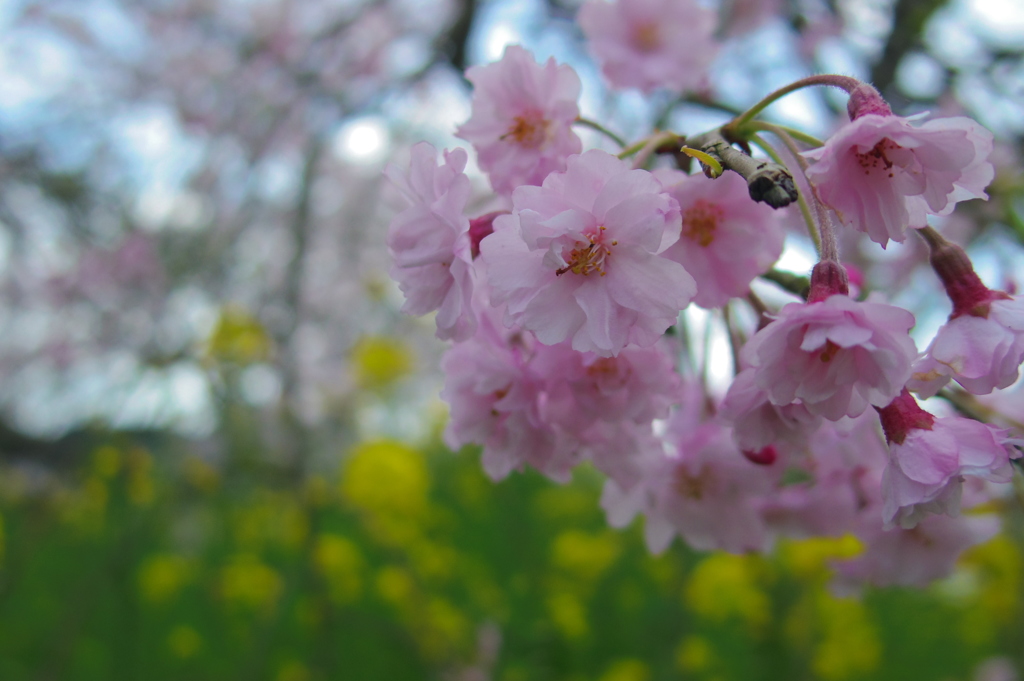 桜と黄色い海