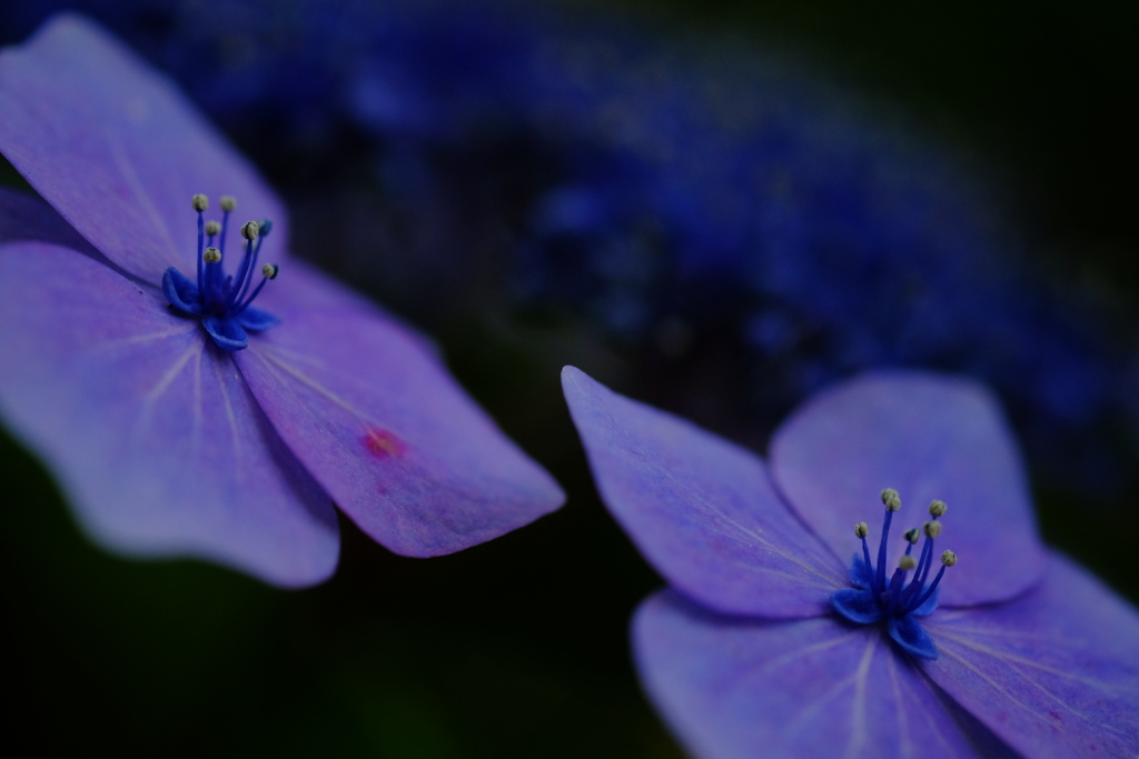 花びら