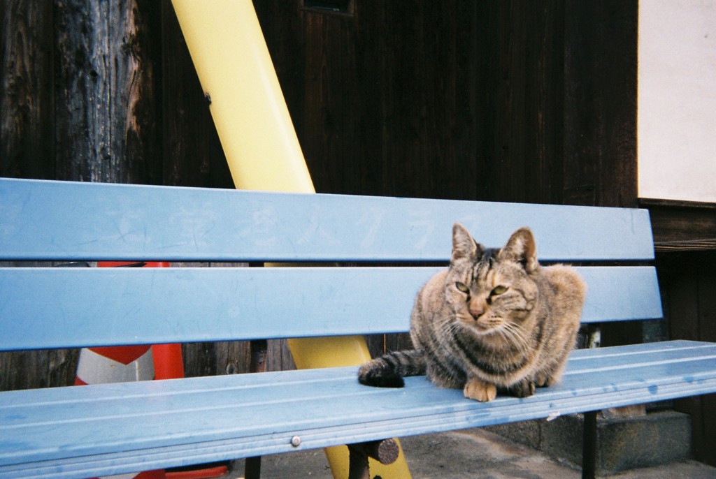 ねこ