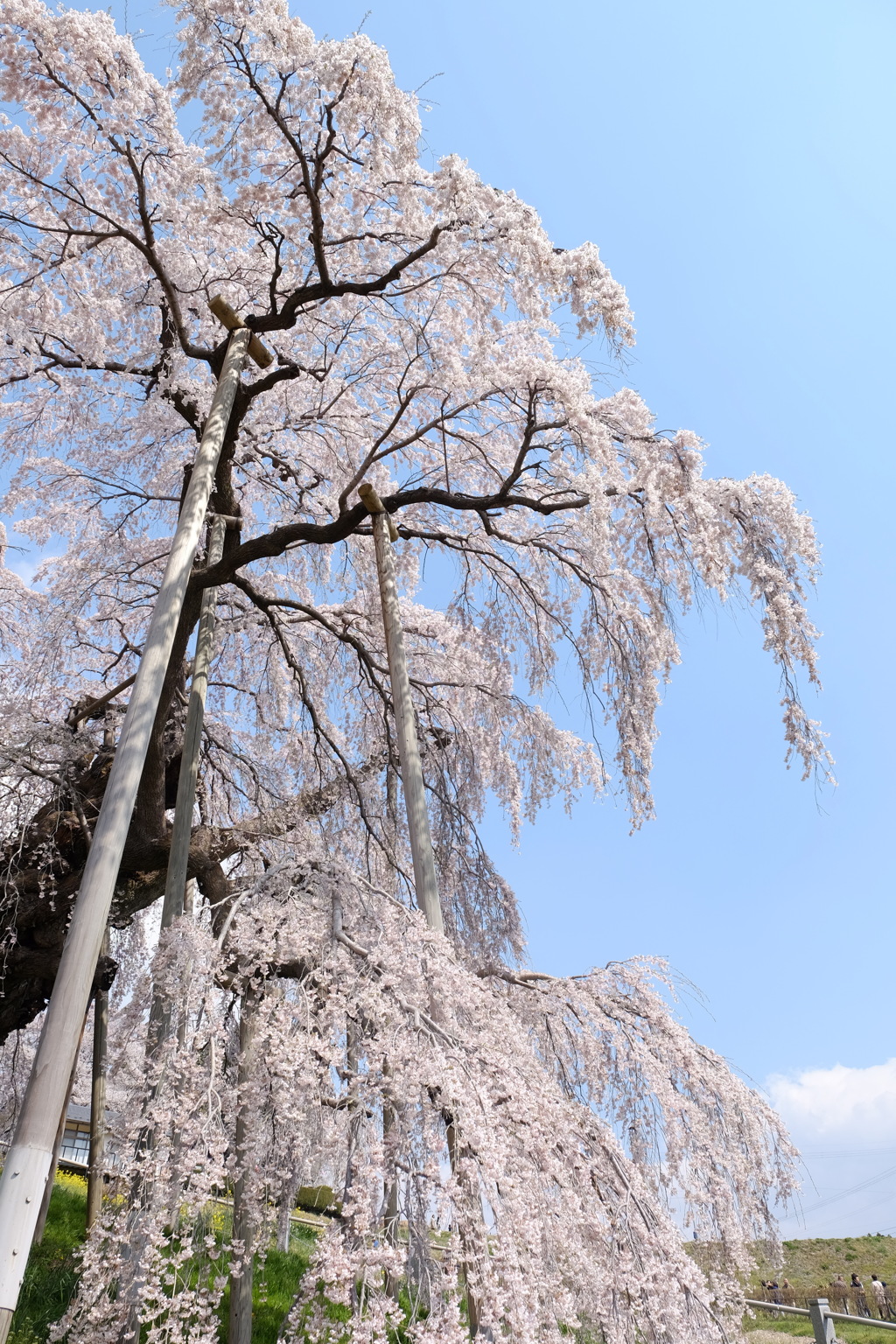 三春滝桜