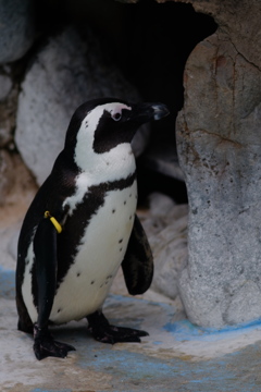 ペンギンさん