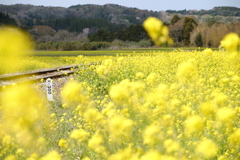 菜の花に続く線路