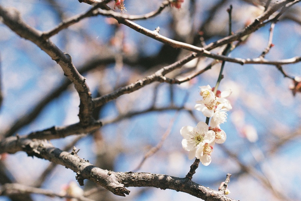 梅の花