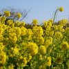 菜の花