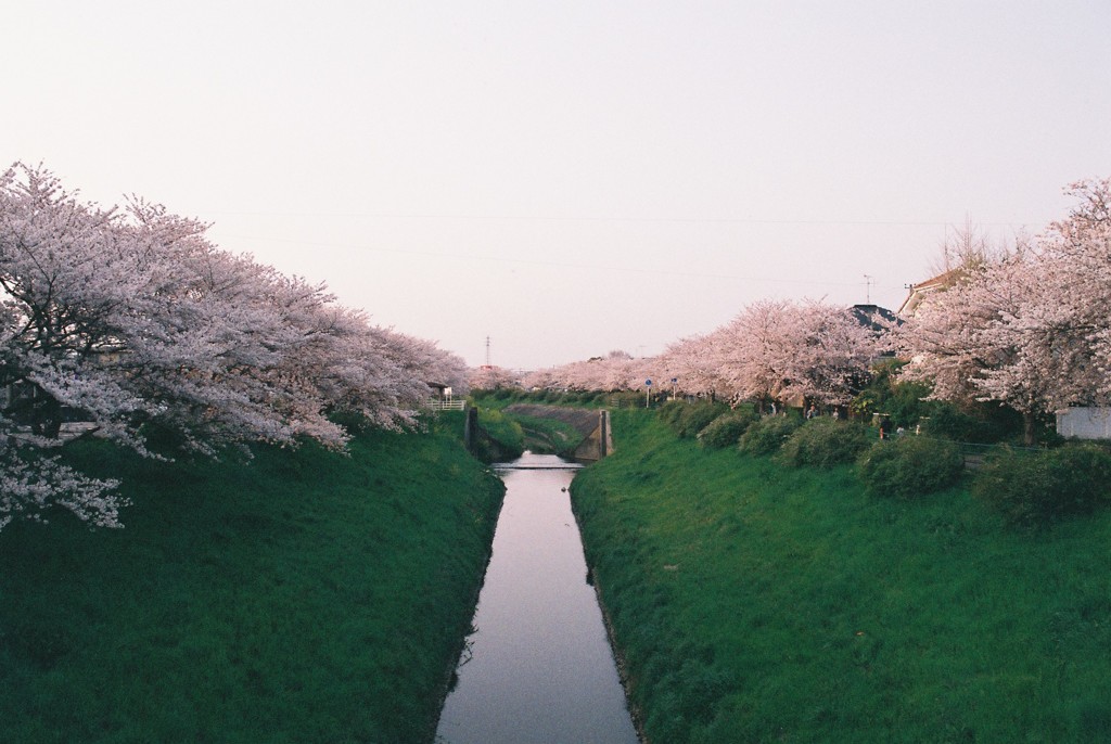 桜並木