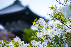 三渓園 三重の塔