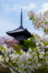 三渓園 春の三重の塔