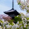 三渓園 春の三重の塔
