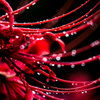 紅