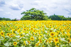 夏景色