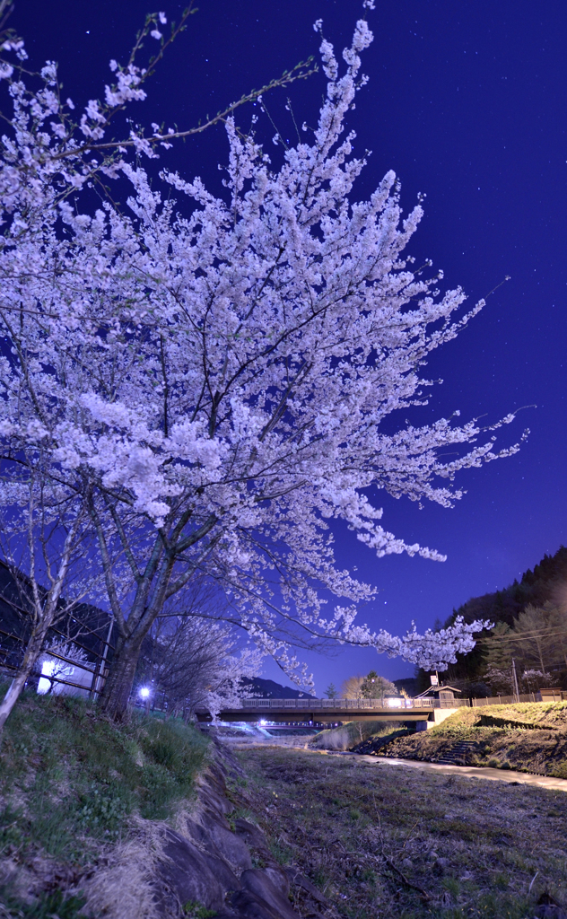 夜桜