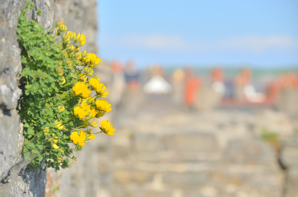 On the stone wall