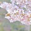 桜花
