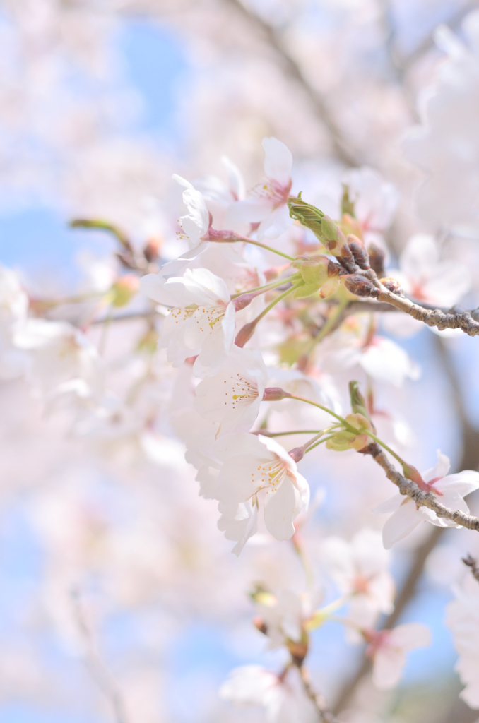 桜