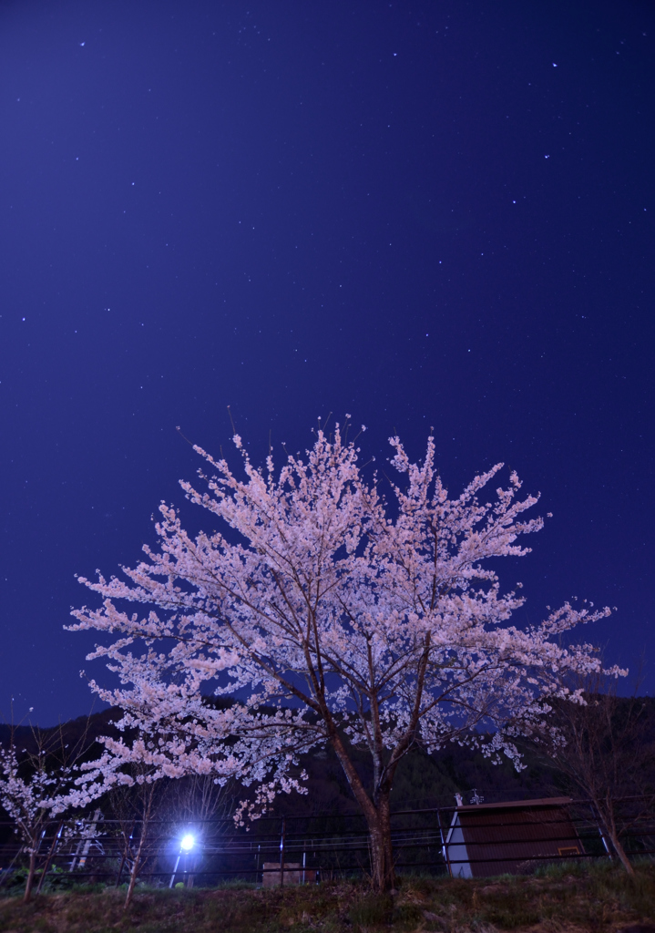 夜桜
