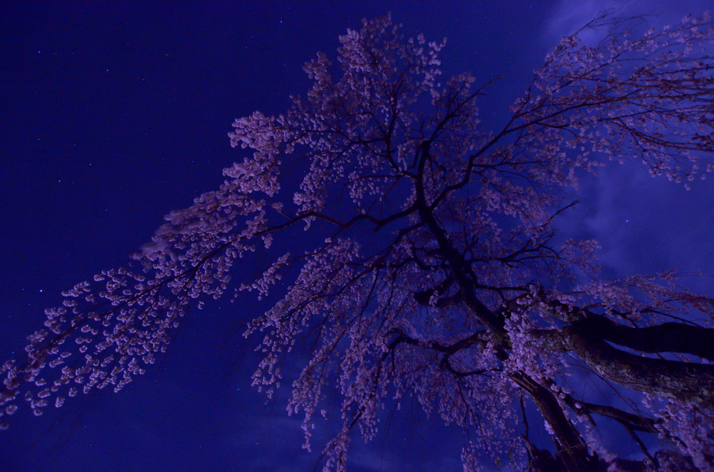 夜桜