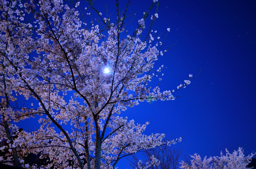 花鳥風月