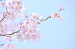 桜