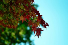 高野山 紅葉