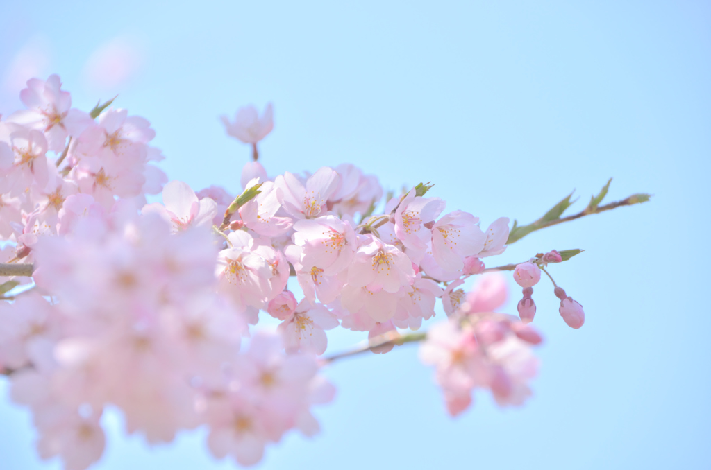桜花
