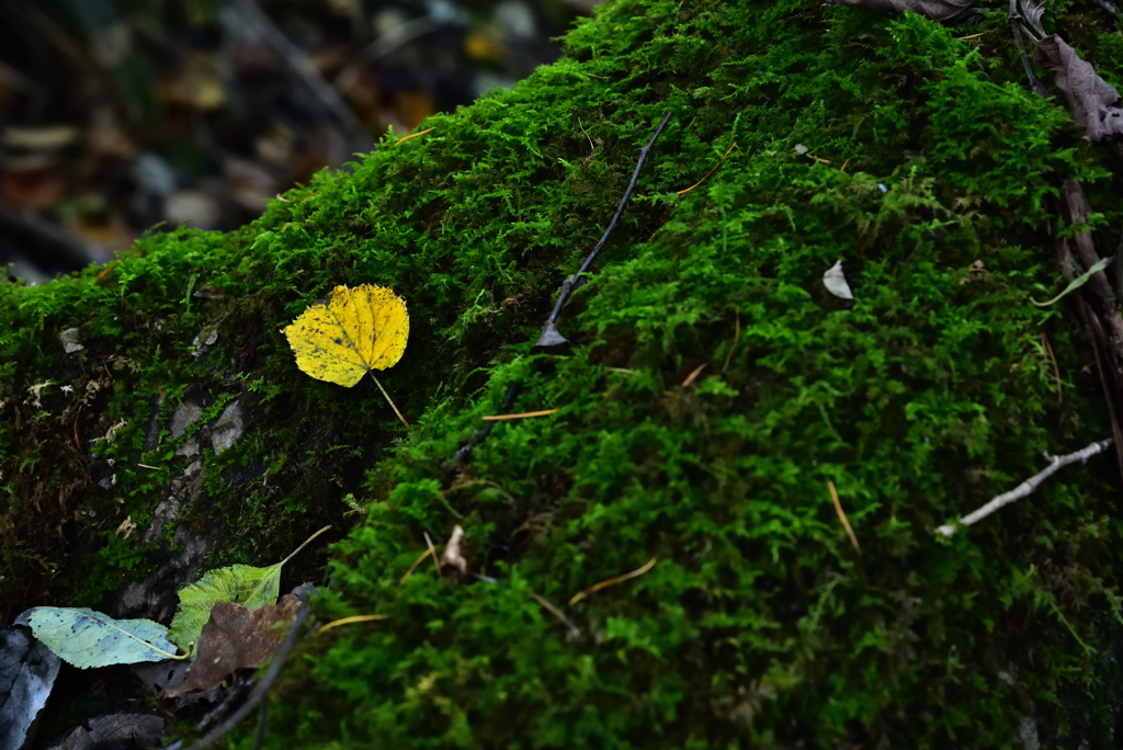 GREEN×YELLOW