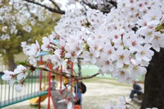 桜咲く