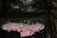 桜散る