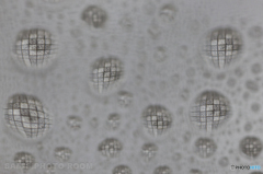 waterdrop＃2