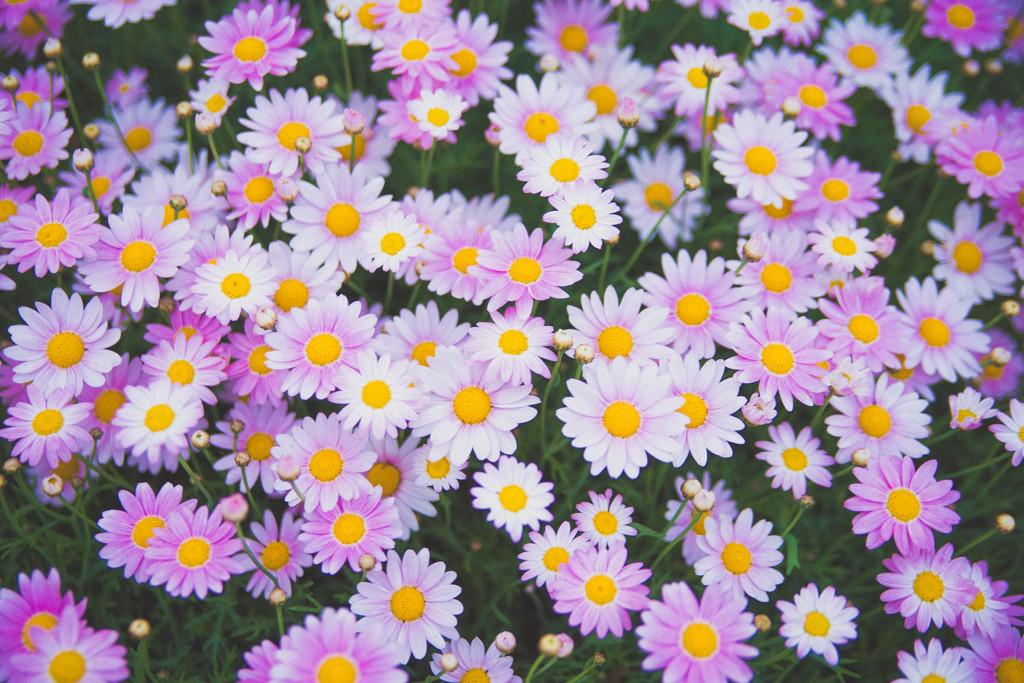 なんて花だろう…？