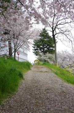 桜坂。。。。みたいな