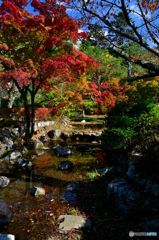 京都円山公園